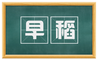 早稻